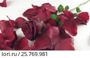 Petals wind blows with a red rose on white background reverse slow motion stock footage video. Стоковое видео, видеограф Юлия Машкова / Фотобанк Лори