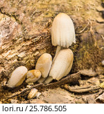 Навозник домашний (лат. Coprinellus domesticus)  гриб семейства Псатирелловые (лат. Psathyrellaceae). Считается несъедобным. Стоковое фото, фотограф Наталья Гармашева / Фотобанк Лори