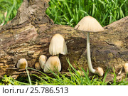 Грибница навозника домашнего (лат. Coprinellus domesticus) - гриб семейства Псатирелловые (лат. Psathyrellaceae). Считается несъедобным. Стоковое фото, фотограф Наталья Гармашева / Фотобанк Лори