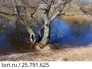 Подтопленные деревья. Стоковое фото, фотограф Александр Балабаев / Фотобанк Лори