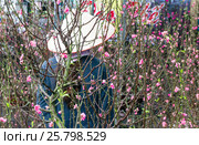 Street sale of decorative trees (2017 год). Стоковое фото, фотограф Владимир Докучаев / Фотобанк Лори