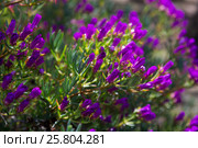 Ice-plant (Lampranthus multiradiatus) plant. Стоковое фото, фотограф Яков Филимонов / Фотобанк Лори