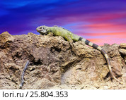 Green lizard against sunset sky. Стоковое фото, фотограф Яков Филимонов / Фотобанк Лори