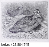 Луговой тетеревъ (Tetrao cupido)  -  рисунок из книги А. Брэма "Жизнь животных" 1896 г. Стоковая иллюстрация, иллюстратор Вера Смолянинова / Фотобанк Лори
