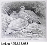 Горный тетеревъ (Lagopus  mutus) въ зимней одежде -  рисунок из книги А. Брэма "Жизнь животных" 1896 г. Стоковая иллюстрация, иллюстратор Вера Смолянинова / Фотобанк Лори