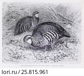 Красная куропатка (Caccabis rufa) -  рисунок из книги А. Брэма "Жизнь животных" 1896 г. Стоковая иллюстрация, иллюстратор Вера Смолянинова / Фотобанк Лори