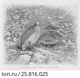 Перепел (Coturnix communix) -  рисунок из книги А. Брэма "Жизнь животных" 1896 г. Стоковая иллюстрация, иллюстратор Вера Смолянинова / Фотобанк Лори