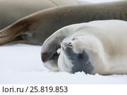 Crabeater seals on the ice. Стоковое фото, фотограф Vladimir / Фотобанк Лори