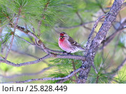Обыкновенная чечётка, или просто чечётка (лат. Carduelis flammea). Самец птицы на ветке кедра, Ямало-Ненецкий автономный округ. Стоковое фото, фотограф Григорий Писоцкий / Фотобанк Лори