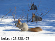 Белка обыкновенная, или векша (лат. Sciurus vulgaris). Три белки на снегу в Сибири, Ямало-Ненецкий автономный округ. Фокус на среднем зверьке. Стоковое фото, фотограф Григорий Писоцкий / Фотобанк Лори