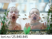 Two boys with open mouths glued to the aquarium with small fishes at the waterpark. Стоковое фото, фотограф Losevsky Pavel / Фотобанк Лори