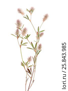 Клевер пашенный, Trifolium arvense, изолированно на белом. Стоковое фото, фотограф Tamara Kulikova / Фотобанк Лори