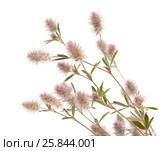 Клевер пашенный, Trifolium arvense, изолированно на белом. Стоковое фото, фотограф Tamara Kulikova / Фотобанк Лори