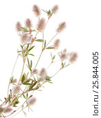 Клевер пашенный, Trifolium arvense, изолированно на белом. Стоковое фото, фотограф Tamara Kulikova / Фотобанк Лори
