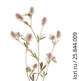 Клевер пашенный, Trifolium arvense, изолированно на белом. Стоковое фото, фотограф Tamara Kulikova / Фотобанк Лори