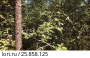 Summer impassable taiga in Klyuchevskoy Nature Park (2017 год). Редакционное видео, видеограф Юлия Машкова / Фотобанк Лори