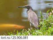The Indian pond heron or paddybird (Ardeola grayii) a small heron in Viharamahadevi Park, Colombo, Sri Lanka. Стоковое фото, агентство BE&W Photo / Фотобанк Лори