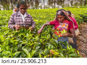 A Tamil woman from Sri Lanka breaks tea leaves on tea plantation with the traditional tea plucking method at haputale, Sri Lanka. Редакционное фото, агентство BE&W Photo / Фотобанк Лори