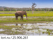 Asian or Asiatic elephant (Elephas maximus) in a swamp of Yala national park, Sri Lanka. Стоковое фото, агентство BE&W Photo / Фотобанк Лори