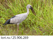 Asian Openbill (anastomus oscitans), Yala National Park, Sri Lanka, Asia. Стоковое фото, агентство BE&W Photo / Фотобанк Лори