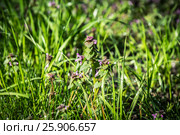 Blooming Lamium maculatum 'Roseum' in the forest. Стоковое фото, фотограф Елена Корнеева / Фотобанк Лори