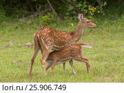 The chital or cheetal (Axis axis), also known as spotted deer or axis deer, Yala National park, Sri Lanka. Стоковое фото, агентство BE&W Photo / Фотобанк Лори