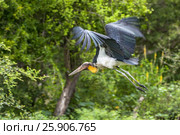 The greater adjutant (Leptoptilos dubius) a member of the stork family, Ciconiidae. Yala National park, Sri Lanka. Стоковое фото, агентство BE&W Photo / Фотобанк Лори