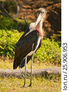 Marabou Stork (Leptoptilos crumeniferus), Lake Nakuru, Kenya. Стоковое фото, агентство BE&W Photo / Фотобанк Лори