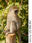 Black-faced vervet or green monkey (Cercopithecus aethiops) Lake Nakuru National Park, Kenya. Стоковое фото, агентство BE&W Photo / Фотобанк Лори