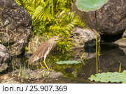 The Chinese pond heron (Ardeola bacchus) is an East Asian freshwater bird of the heron family, Thailand. Стоковое фото, агентство BE&W Photo / Фотобанк Лори