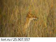Indian Jackal (Canis aureus indicus), also known as the Himalayan Jackal, Rantambore National Park, India. Стоковое фото, агентство BE&W Photo / Фотобанк Лори