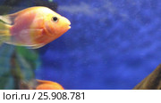Tropical Red Blood Parrot Fishes in transparent water of aquarium. Стоковое видео, видеограф Светлана Додух / Фотобанк Лори