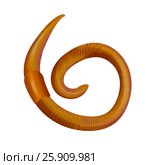 Red Worm for Fishing. Стоковая иллюстрация, иллюстратор Седых Алена / Фотобанк Лори