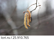 Лещина цветет. Лесной орешник. (Corylus avellana) Стоковое фото, фотограф Говорова Лариса / Фотобанк Лори
