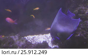 Beautifully Marine Aquarium with colorful fish stock footage video. Стоковое видео, видеограф Юлия Машкова / Фотобанк Лори