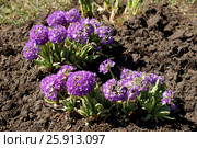Примула мелкозубчатая (лат. Prímula denticulata) Стоковое фото, фотограф Охотникова Екатерина *Фототуристы* / Фотобанк Лори