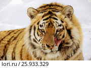 Wounded tiger. Стоковое фото, фотограф Гонтарь Валерий / Фотобанк Лори