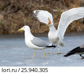 Хохотунья. Yellow-legged Gull (Larus cachinnans). The species of bird is identificated rough. Стоковое фото, фотограф Василий Вишневский / Фотобанк Лори