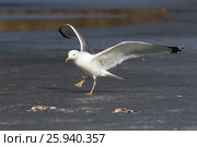 Хохотунья. Yellow-legged Gull (Larus cachinnans). The species of bird is identificated rough. Стоковое фото, фотограф Василий Вишневский / Фотобанк Лори