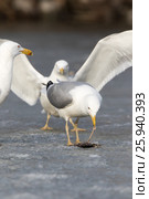Хохотунья. Yellow-legged Gull (Larus cachinnans). The species of bird is identificated rough. Стоковое фото, фотограф Василий Вишневский / Фотобанк Лори