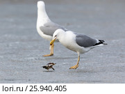 Хохотунья. Yellow-legged Gull (Larus cachinnans). The species of bird is identificated rough. Стоковое фото, фотограф Василий Вишневский / Фотобанк Лори