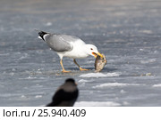 Хохотунья. Yellow-legged Gull (Larus cachinnans). The species of bird is identificated rough. Стоковое фото, фотограф Василий Вишневский / Фотобанк Лори