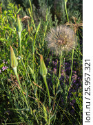 Huge dandelion on summer meadow in the Crimea. Стоковое фото, фотограф Юлия Машкова / Фотобанк Лори