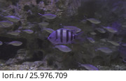 Beautifully Marine Aquarium with silvery fish stock footage video. Стоковое видео, видеограф Юлия Машкова / Фотобанк Лори