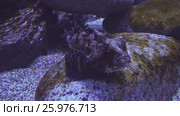 Tentacled flathead in saltwater aquarium stock footage video. Стоковое видео, видеограф Юлия Машкова / Фотобанк Лори