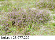 Вереск обыкновенный (лат. Calluna vulgaris) цветет летним днем. Стоковое фото, фотограф Елена Коромыслова / Фотобанк Лори