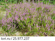 Вереск обыкновенный (лат. Calluna vulgaris) цветет летним днем. Стоковое фото, фотограф Елена Коромыслова / Фотобанк Лори