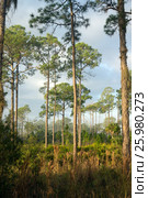 Сосновый лес с подлеском из пальметты ранним туманным утром. Highlands Hammock,  Florida State Parks, US (2016 год). Стоковое фото, фотограф Ирина Кожемякина / Фотобанк Лори