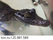 Beautiful caiman crocodile. Стоковое фото, фотограф Jan Jack Russo Media / Фотобанк Лори