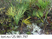 Saw Palmetto, Cladonia alpestris and Sand Live Oak (Quercus geminata).  Highlands Hammock, Florida State Parks, US (2016 год). Стоковое фото, фотограф Ирина Кожемякина / Фотобанк Лори